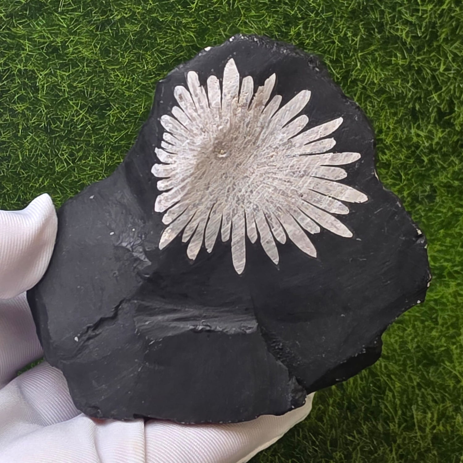 Chrysanthemum Stone