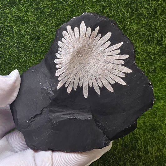 Chrysanthemum Stone