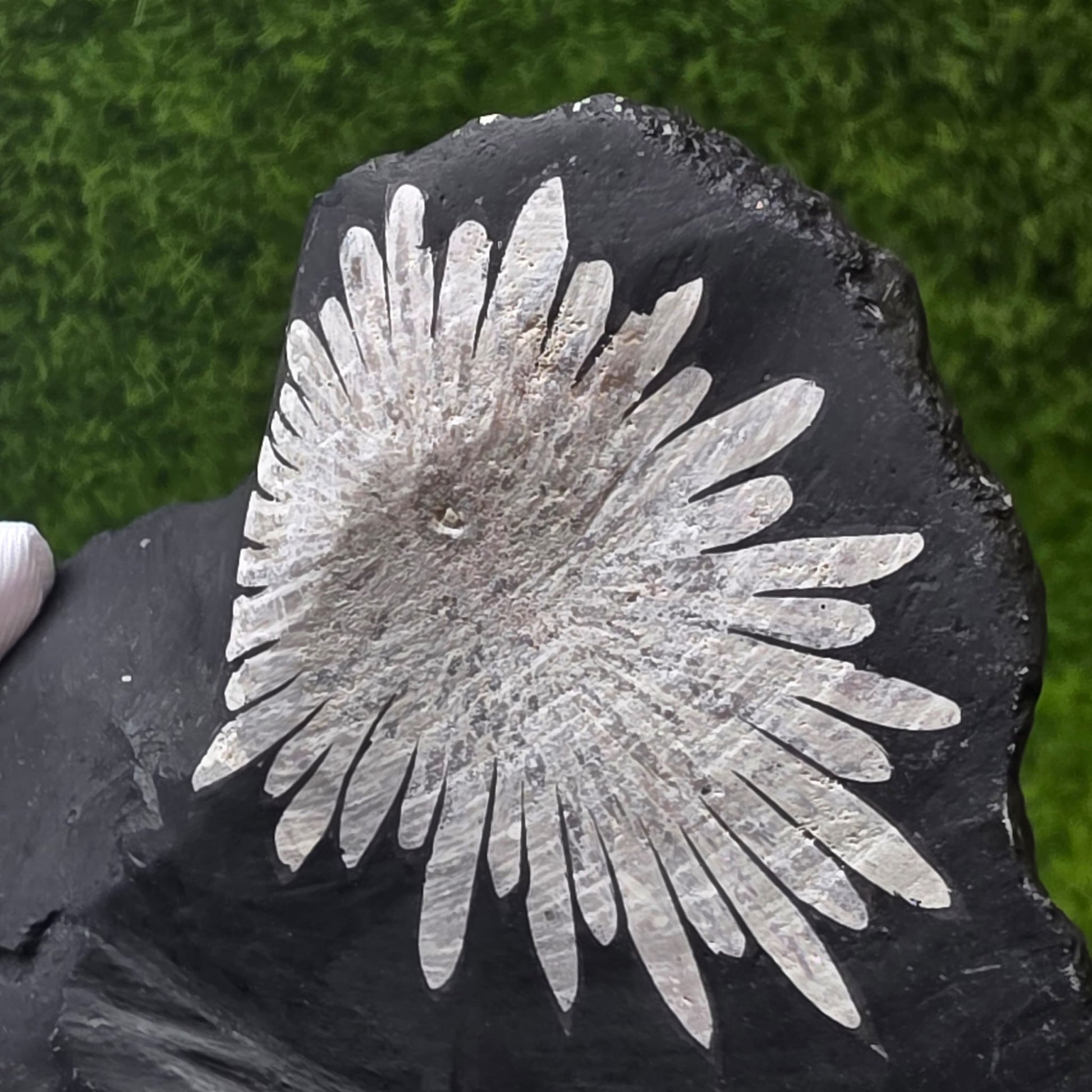 Chrysanthemum Stone