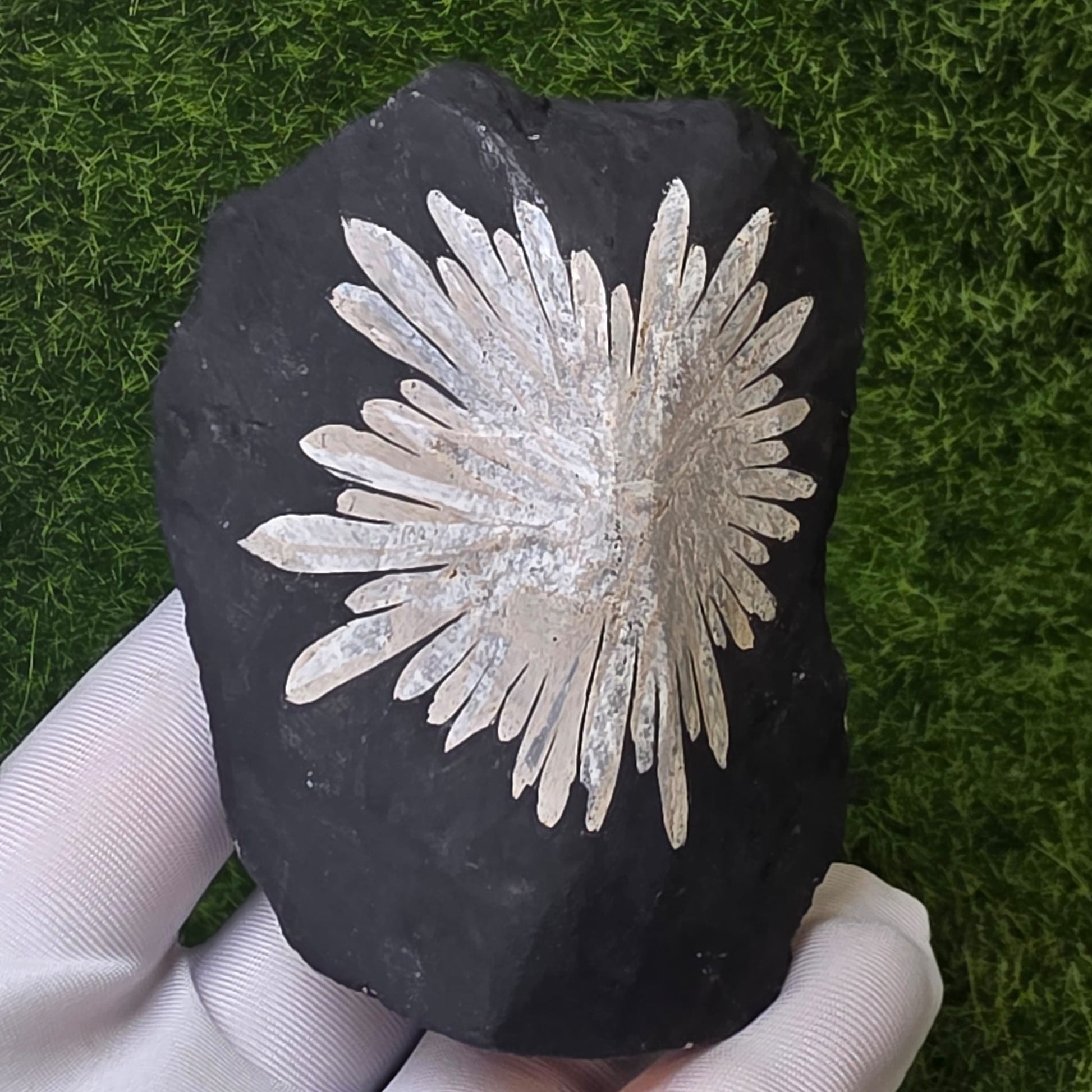 Chrysanthemum Stone