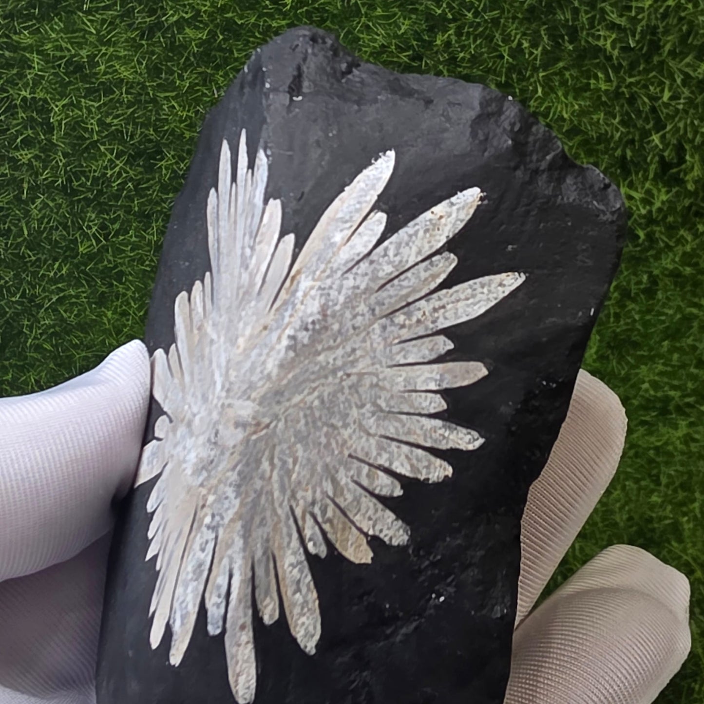 Chrysanthemum Stone